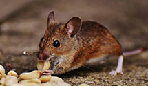 Find Exterminators in Burlington County
